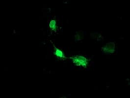 HMOX2 / Heme Oxygenase 2 Antibody (clone OTI1H10, Carrier-free)