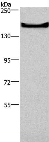 ADGRA2 / GPR124 Antibody