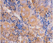 CASP4 / Caspase 4 Antibody