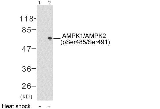 PRKAA1 / AMPK Alpha 1 Antibody (phospho-Ser496)