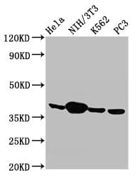 PathPlus™ Polyclonal Rabbit anti-Mouse ANXA1 / Annexin A1 Antibody (aa2 - 346, IHC, WB)