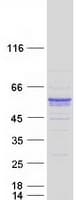 Human SYT13 Protein (Recombinant Myc-DDK (Flag))