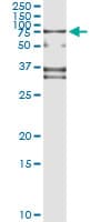 SP110 Antibody (clone 8C8)