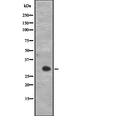 CD27 Antibody