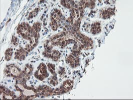 SENP2 Antibody (aa139-523, clone OTI3E7)