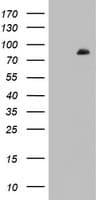 FBXW7 / FBW7 Antibody (aa1-354, clone OTI6F5)