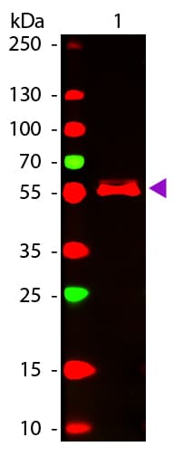 Polyclonal Goat Anti-Mouse IgG2b Secondary Antibody (Atto 647N, IF, WB)