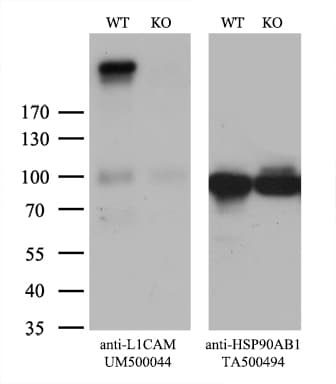 Monoclonal Mouse anti-Human L1CAM Antibody (clone UMAB48, IHC, IF, WB)
