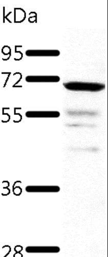 TRAF3 Antibody