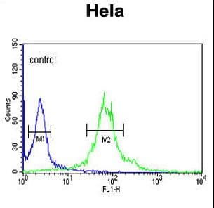 IPO11 / Importin 11 Antibody (aa56-85)