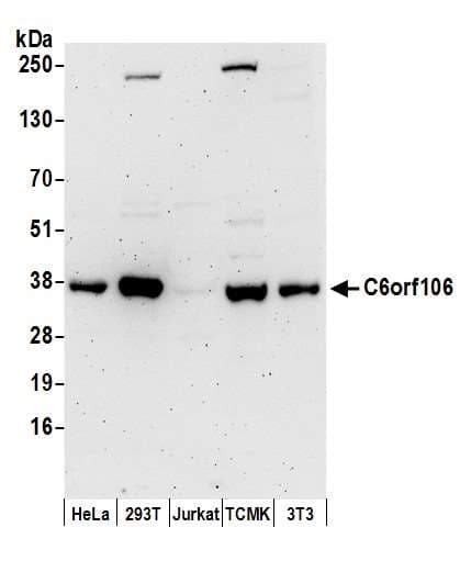C6orf106 Antibody (aa248-298)