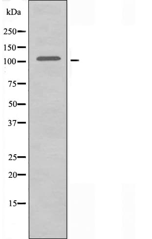 DGKQ Antibody