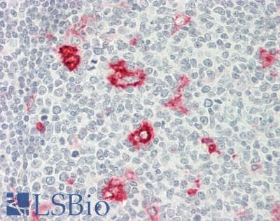 Osteonectin / SPARC Antibody (clone 2B1, Carrier-free)