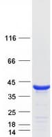 Human C16orf72 Protein (Recombinant Myc-DDK (Flag))