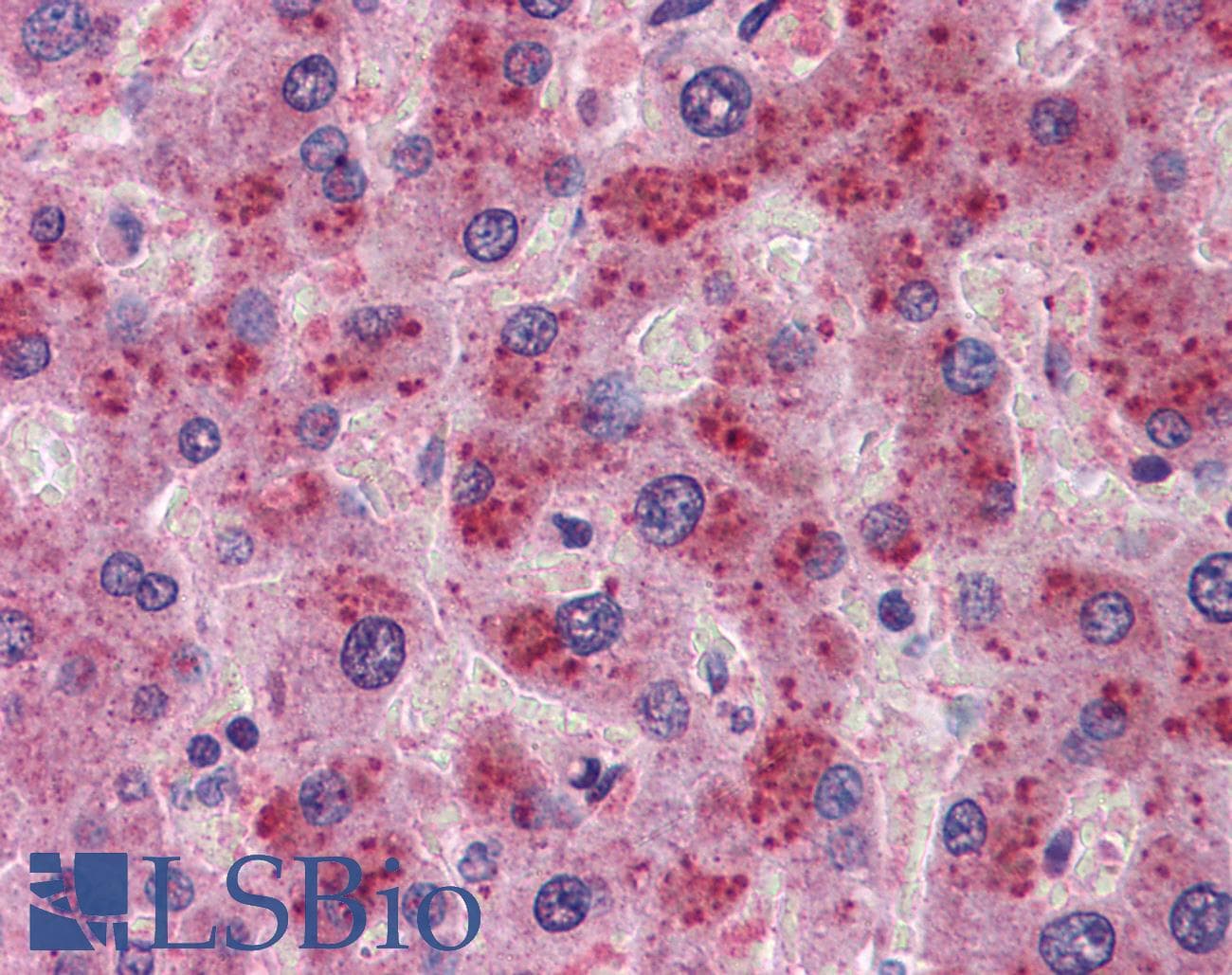 FGF21 Antibody (N-Terminus)