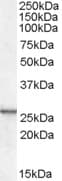 IHC-plus™ CSRP2 Antibody (aa86-97)
