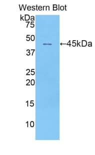 IFNA / Interferon Alpha Antibody (aa24-172, Cy3)