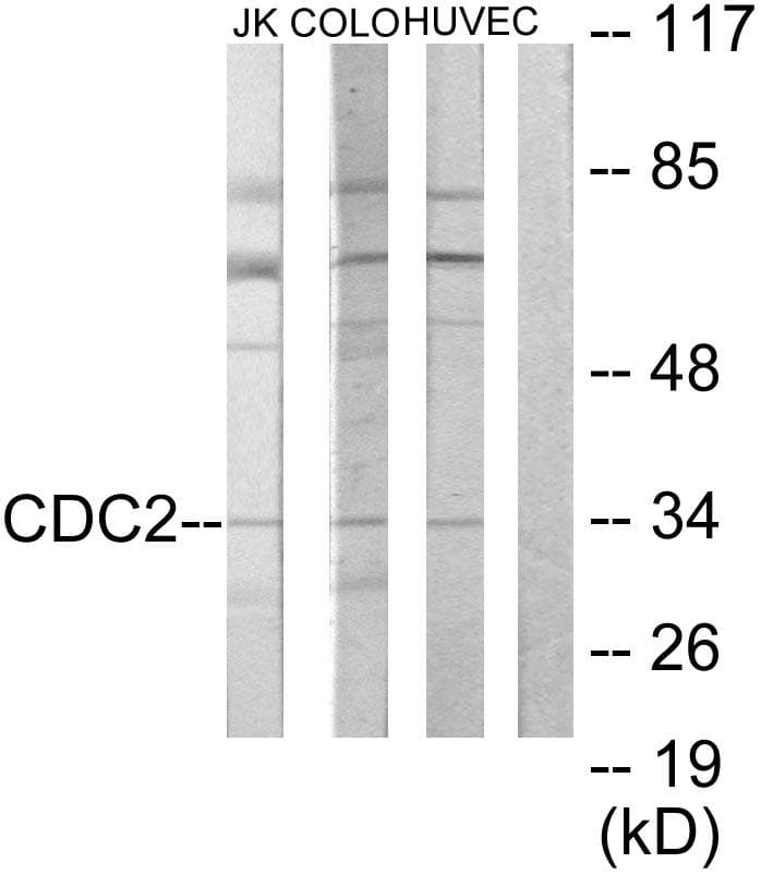 CDK1 / CDC2 Antibody