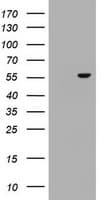 OSBPL2 Antibody (clone OTI2E6)