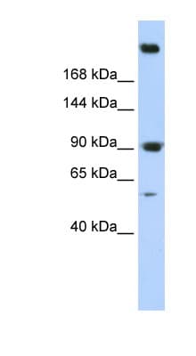 SPTAN1 / Alpha Fodrin Antibody (N-Terminus)