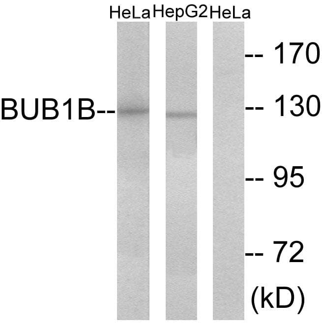 Polyclonal Rabbit anti-Human BUB1B / BubR1 Antibody (WB)