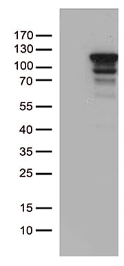 MCF2 / DBL Antibody (aa872-1001, clone OTI3E4)