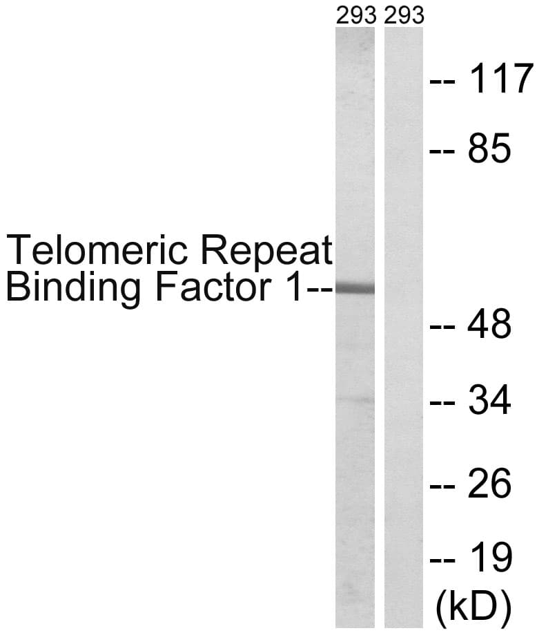 TRF1 / TERF1 Antibody (aa185-234)
