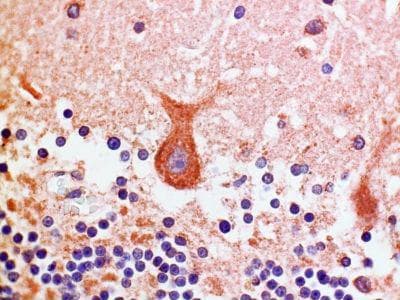 Monoclonal Mouse anti-Human NPBWR1 / GPR7 Antibody (clone 1F9, IHC)