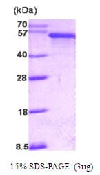 Human PDCD4 Protein (Recombinant)