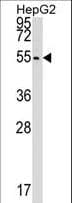 CLP1 Antibody (aa308-336)
