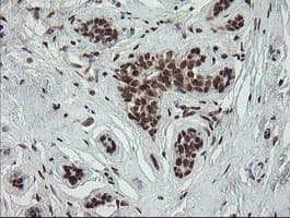 NUMB Antibody (clone OTI4F3, Carrier-free)