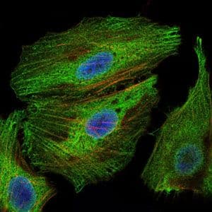 PBK / TOPK Antibody (clone 2C8)