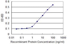 Monoclonal Mouse anti-Human NQO2 Antibody (clone 3E8-G2, WB)
