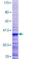 Human ATP6V1G1 / ATP6J Protein (Recombinant GST)