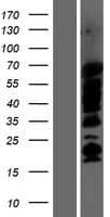 SHB Protein (Over-Expression Lysate Myc-DDK (Flag))