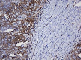 TAPBPL / TAPBPR Antibody (clone OTI5D7, Carrier-free)