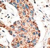 RAD9A / RAD9 Antibody (aa1-30)