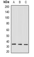 Polyclonal Rabbit anti-Human GTF2H3 Antibody (IF, WB)