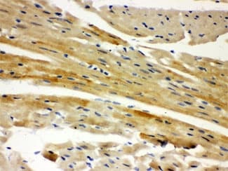 AIFM1 / AIF / PDCD8 Antibody