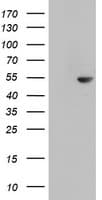 Monoclonal Mouse anti-Human CDCA7L Antibody (clone OTI6C6, aa1-337, IHC, WB)