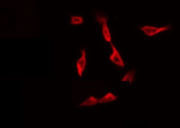 CYP1A1 Antibody