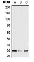 NXPH2 Antibody (Internal)