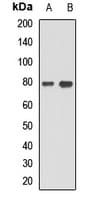 DTL / CDT2 Antibody