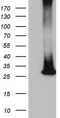 MS4A12 Antibody (clone OTI2E10)