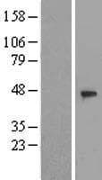 WDR21A / DCAF4 Protein (Over-Expression Lysate Myc-DDK (Flag))