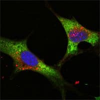 Lin-28 Homolog (LIN28) Antibody (Amino Acid: 93-209, clone 6D1F9)