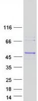 Human RGP1 Protein (Recombinant Myc-DDK (Flag))