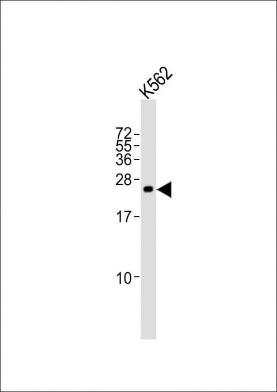 SLA2 / SLAP2 Antibody (aa138-169)