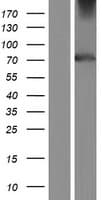 TULP4 Protein (Over-Expression Lysate Myc-DDK (Flag))