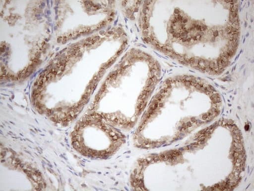 ZNF69 Antibody (clone OTI3C3)